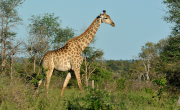 Kap-Giraffe [Giraffa giraffa giraffa]