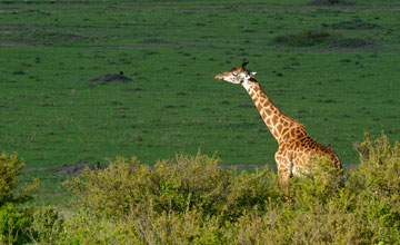 Massai-Giraffe [Giraffa tippelskirchi]