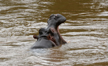 Flusspferd [Hippopotamus amphibius amphibius]