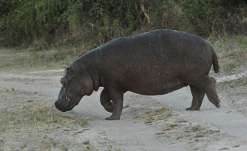 Flusspferd [Hippopotamus amphibius capensis]