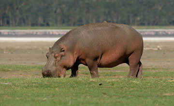 Flusspferd [Hippopotamus amphibius kiboko]