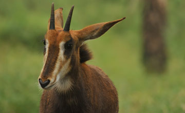 Pferdeantilope [Hippotragus equinus equinus]