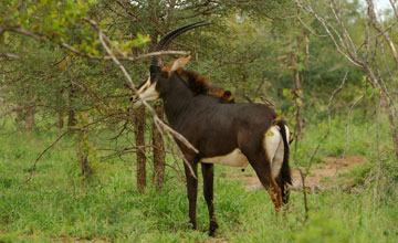 Rappenantilope [Hippotragus niger niger]