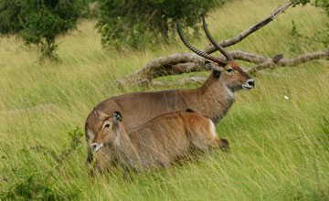 Defassa waterbuck [Kobus defassa]