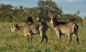 Ellipsen waterbuck [Kobus ellipsiprymnus]