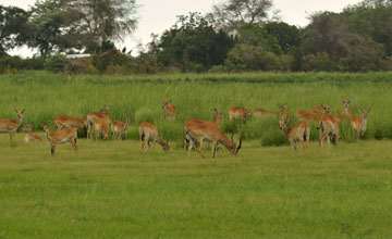 Red lechwe [Kobus leche]