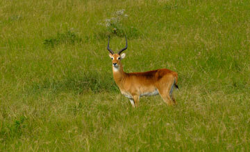 Ugandan kob [Kobus thomasi]