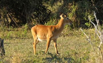 Puku [Kobus vardonii]