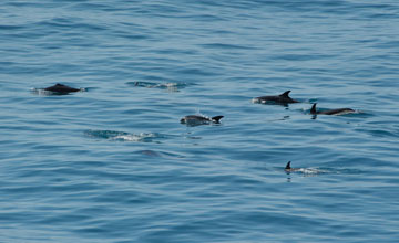 Atlantic white-sided dolphin [Lagenorhynchus acutus]