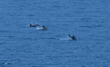 White-beaked dolphin [Lagenorhynchus albirostris]