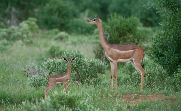 Südliche Giraffengazelle [Litocranius walleri]