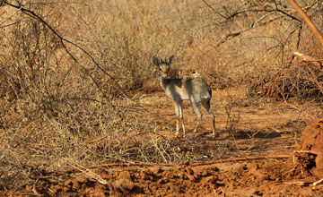 Günther's dik-dik [Madoqua guentheri smithii]