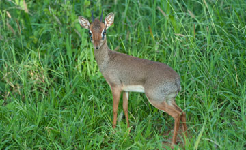 Kirk's dik-dik [Madoqua kirkii]