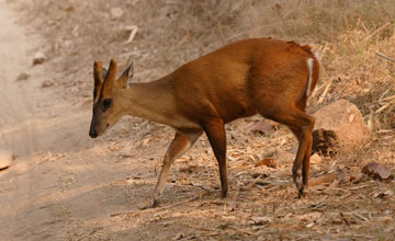 Northern red muntjac [Muntiacus vaginalis vaginalis]