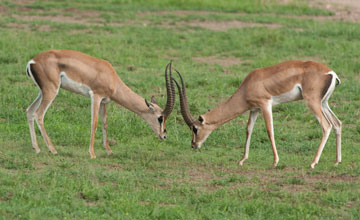 Südliche Grantgazelle [Nanger granti]