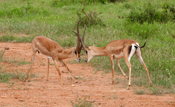 Peter's gazelle [Nanger petersii]