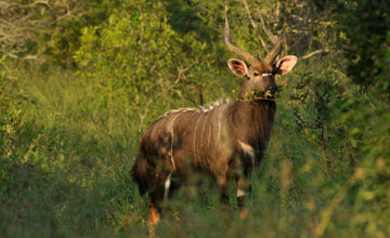 Nyala [Nyala angasii]