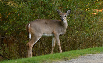 Weisswedelhirsch [Odocoileus virginianus borealis]