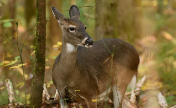 Weisswedelhirsch [Odocoileus virginianus virginianus]