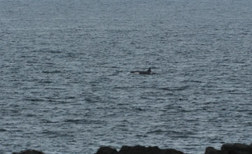 Schwertwal [Orcinus orca]