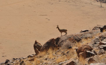 Angolan klipspringer [Oreotragus tyleri]