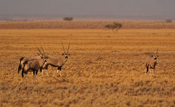 Südliche Oryx [Oryx gazella]
