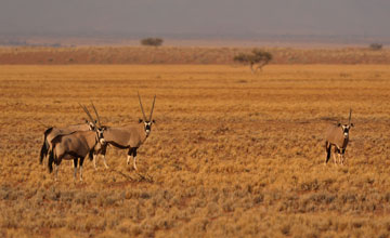 Gemsbok [Oryx gazella]