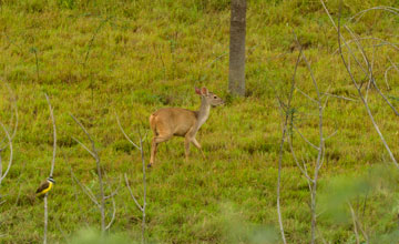 Pampas deer [Ozotoceros bezoarticus leucogaster]