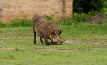 Warzenschwein [Phacochoerus africanus africanus]