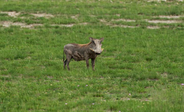 Central african warthog [Phacochoerus africanus massaicus]