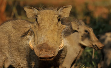 Warzenschwein [Phacochoerus africanus sundevallii]