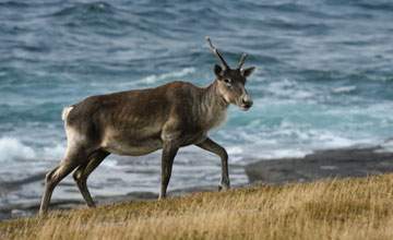 Kanadisches Waldkaribu [Rangifer tarandus caribou]