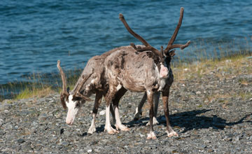 Reindeer [Rangifer tarandus tarandus]