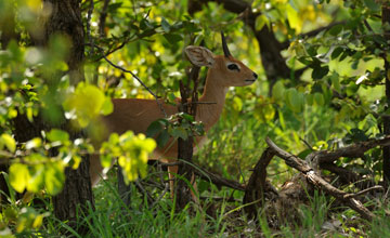 Steenbok [Raphicerus campestris campestris]