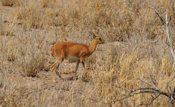 Steenbok [Raphicerus campestris steinhardti]