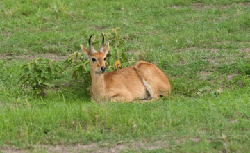 Bohor reedbuck [Redunca bohor]