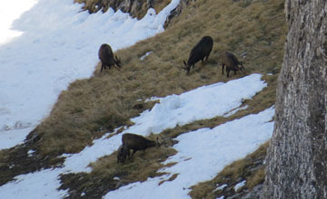 Chamois [Rupicapra rupicapra rupicapra]