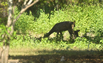 Flores rusa deer [Rusa timorensis floresiensis]