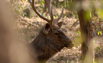 Sambar deer [Rusa unicolor unicolor]