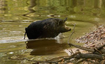 Domestic pig [Sus scrofa domesticus]