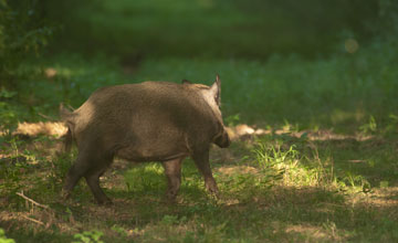 Wildschwein [Sus scrofa libycus]