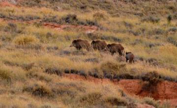 Wild boar [Sus scrofa scrofa]