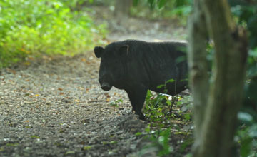 Wildschwein [Sus scrofa vittatus]