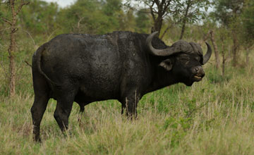 Afrikanischer Büffel [Syncerus caffer]