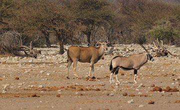 Elenantilope [Taurotragus oryx oryx]