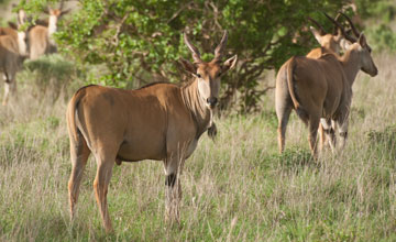 East african eland [Taurotragus oryx pattersonianus]