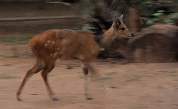 Cape bushbuck [Tragelaphus sylvaticus]