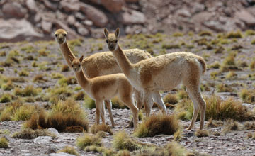 Vicuña [Vicugna vicugna]