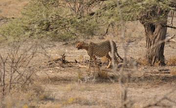 Gepard [Acinonyx jubatus jubatus]