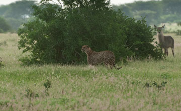 Ostafrikanischer Gepard  [Acinonyx jubatus raineyii]